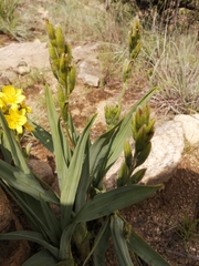 Hypoxis colchicifolia