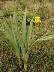 Hypoxis colchicifolia