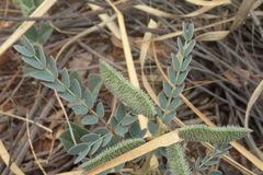 Pomaria burchellii burchellii