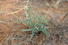 Pomaria burchellii burchellii