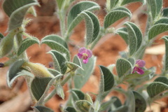 Requienia sphaerosperma