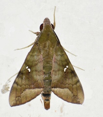 Nephele hespera