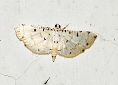 Pycnarmon cribrata