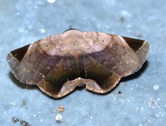 Psimada quadripennis