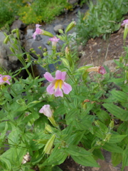 Erythranthe erubescens