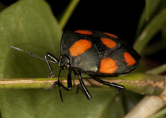 Brachystethus rubromaculatus