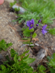 Veronica cusickii