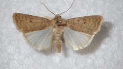 Caradrina clavipalpis