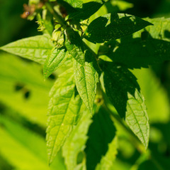 Teucrium canadense canadense