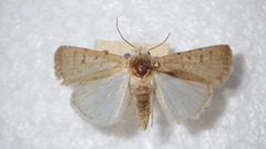 Caradrina clavipalpis