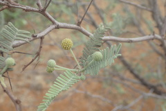 Vachellia haematoxylon