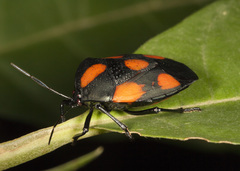 Brachystethus rubromaculatus