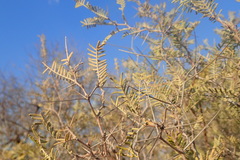 Vachellia haematoxylon