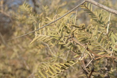 Vachellia haematoxylon