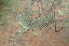 Vachellia haematoxylon