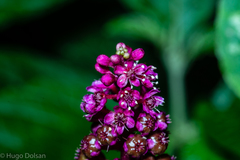 Phytolacca thyrsiflora