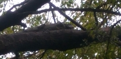 Iguana iguana