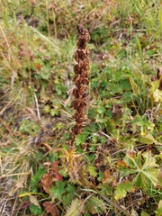 Pedicularis proboscidea
