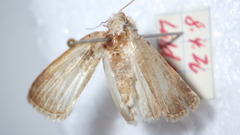 Caradrina clavipalpis