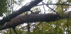 Iguana iguana