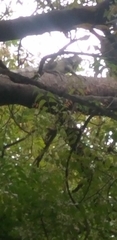 Iguana iguana