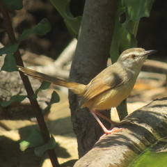 Prinia subflava affinis