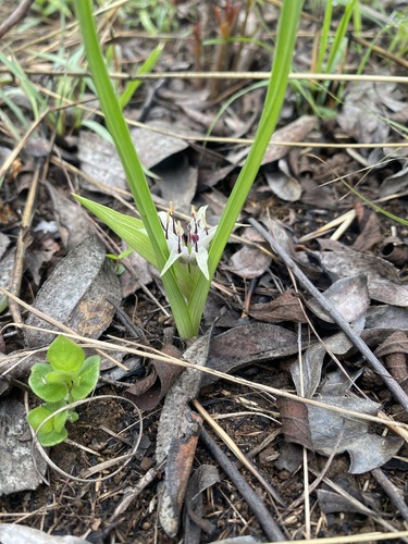 Colchicum decipiens image