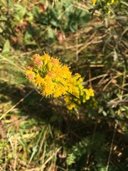Solidago roanensis