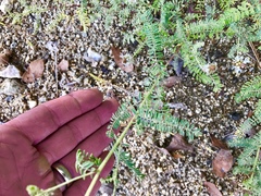 Dalea albiflora