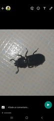 Passalidae