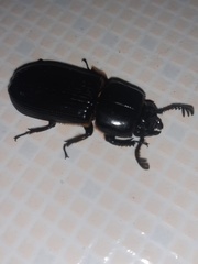 Passalidae