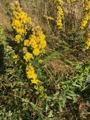 Solidago roanensis