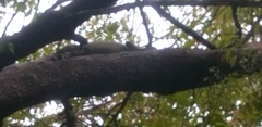 Iguana iguana