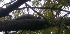 Iguana iguana