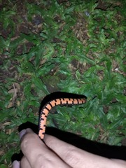 Oligodon bitorquatus