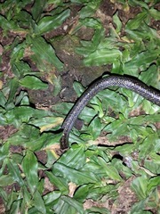 Oligodon bitorquatus