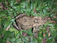 Ingerophrynus biporcatus