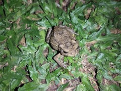 Ingerophrynus biporcatus