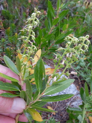 Leucothoe davisiae