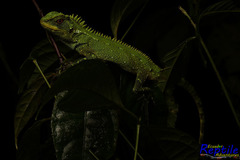 Enyalioides oshaughnessyi
