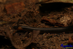 Atractus modestus