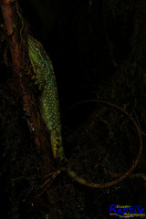 Anolis aequatorialis