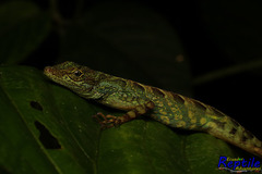 Anolis aequatorialis