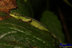 Anolis gemmosus