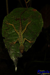 Anolis aequatorialis