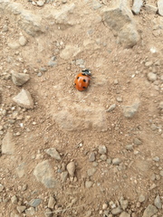 Coccinella septempunctata