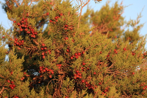 Mediterranean juniper
