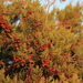 Juniperus turbinata - Photo (c) gentoo, algunos derechos reservados (CC BY-NC)