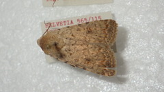 Caradrina clavipalpis