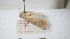 Caradrina clavipalpis